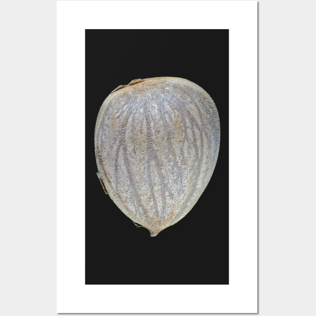 Macro photo of an apricot seed kernel Wall Art by SDym Photography